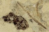 Two Detailed Fossil Marsh Flies (Tetanocera) - Cereste, France #290769-1